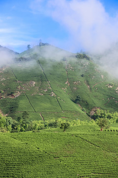 浙江安吉白茶茶园茶山