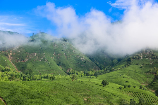 浙江安吉白茶茶园茶山