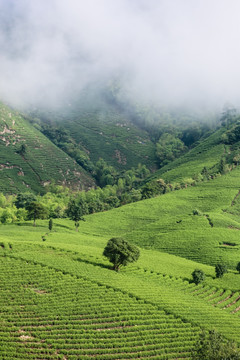 浙江安吉白茶茶园茶山