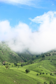 浙江安吉白茶茶园茶山