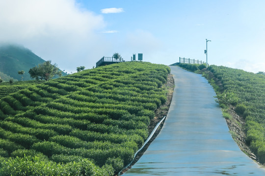 浙江安吉白茶茶园茶山