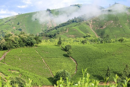 浙江安吉白茶茶园茶山