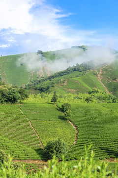 浙江安吉白茶茶园茶山