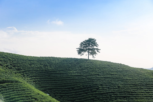 浙江安吉白茶茶园茶山