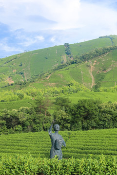 浙江安吉白茶茶园茶山