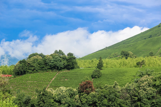 浙江安吉白茶茶园茶山