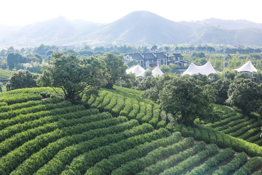 浙江安吉白茶茶园茶山