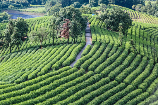 浙江安吉 白茶 茶园 茶山 茶