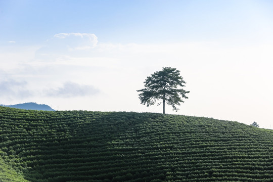 浙江安吉 白茶 茶园 茶山 茶