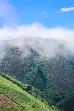 浙江安吉白茶茶园茶山