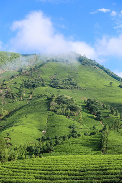 浙江安吉白茶茶园茶山