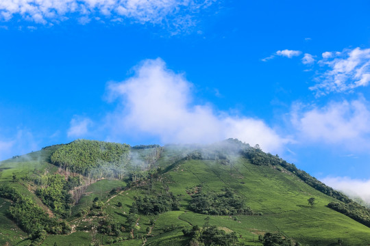 浙江安吉白茶茶园茶山