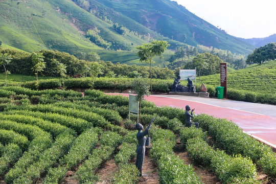 浙江安吉白茶茶园茶山