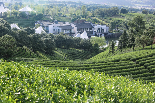 浙江安吉白茶茶园茶山