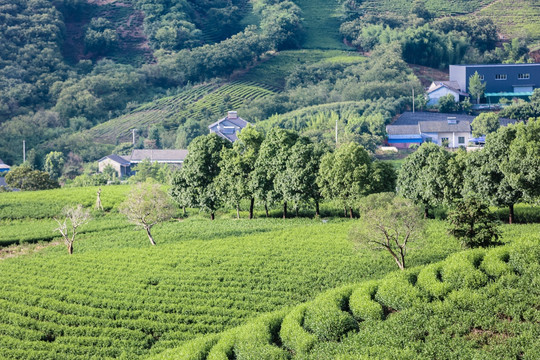 浙江安吉白茶茶园茶山