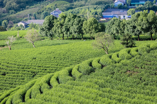 浙江安吉白茶茶园茶山