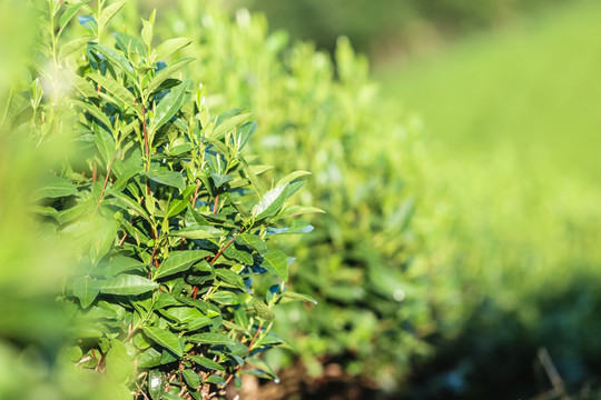 浙江安吉白茶茶园茶山