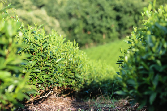 浙江安吉白茶茶园茶山