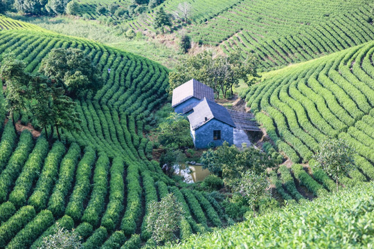 浙江安吉白茶茶园茶山