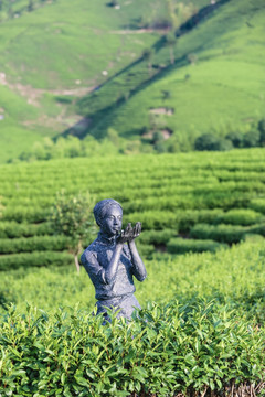 浙江安吉白茶茶园茶山