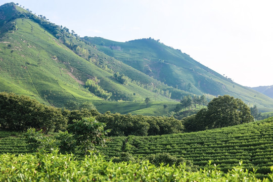 浙江安吉白茶茶园茶山