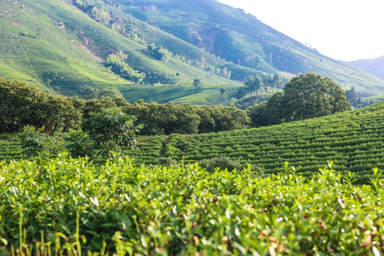 浙江安吉白茶茶园茶山