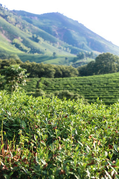 浙江安吉白茶茶园茶山