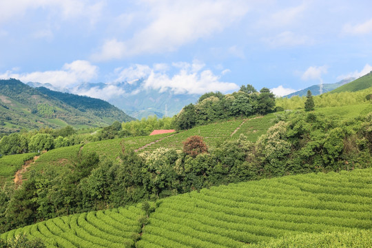 浙江安吉白茶茶园茶山