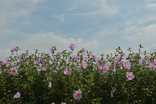 木槿花