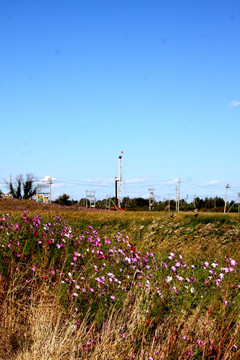 油田格桑花