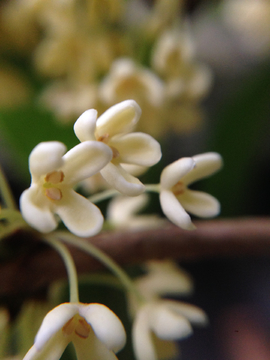 桂花 金桂 微距