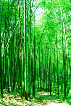 竹子 绿竹林