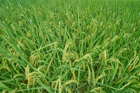水稻田 稻子 高清大图