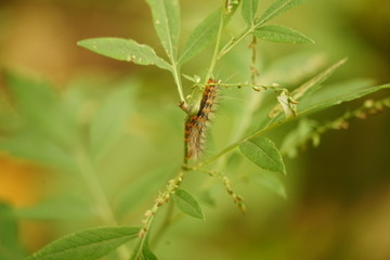 毛毛虫