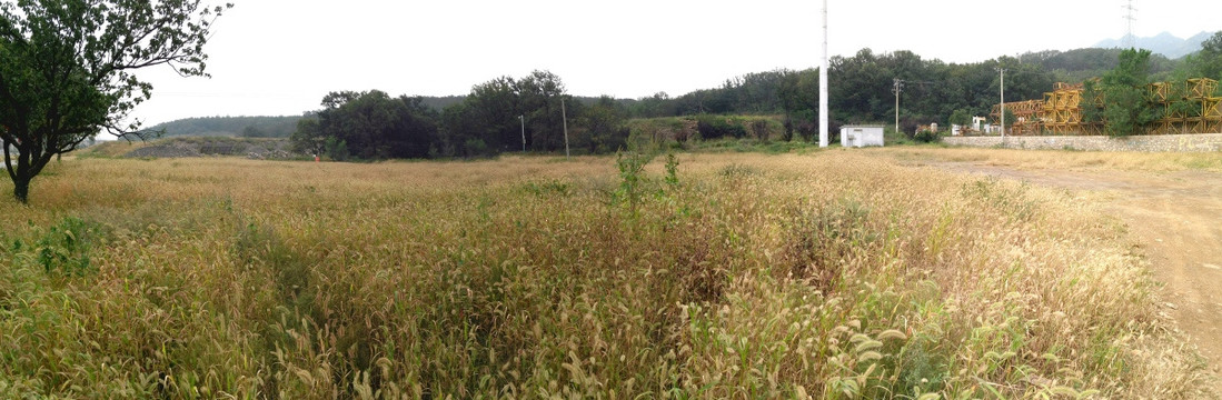 宽幅路边野草地