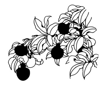 荔枝矢量白描線稿裝飾雕刻