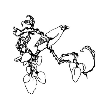 蠟嘴荔枝矢量白描線稿裝飾雕刻