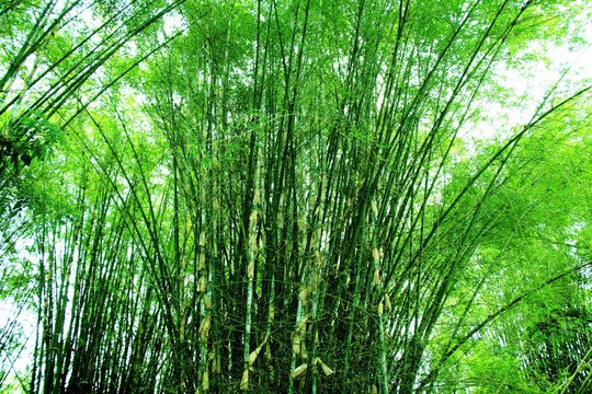 竹林背景 竹子素材