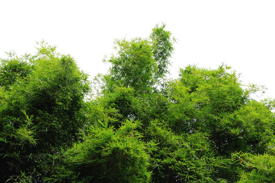 竹子 竹树