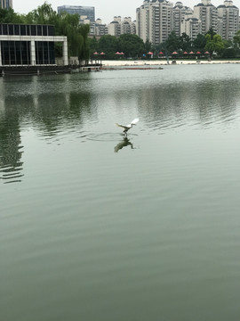 白鹭飞 城市生态环境