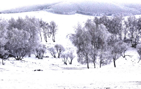 雾凇 白雪