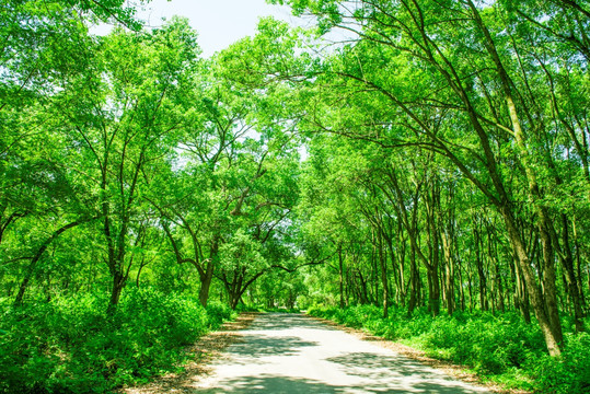 森林小路 树林小道 绿树林