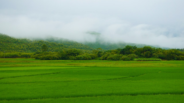 农田 田野