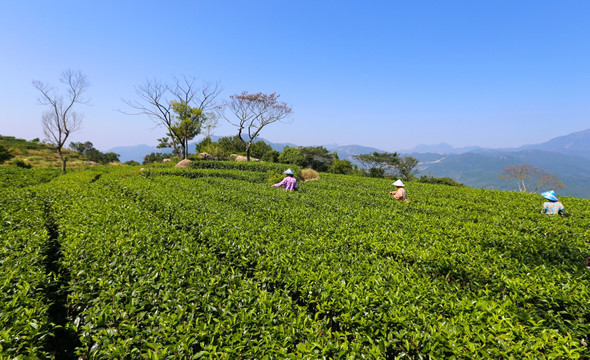 茶园 广东十大名茶 采茶