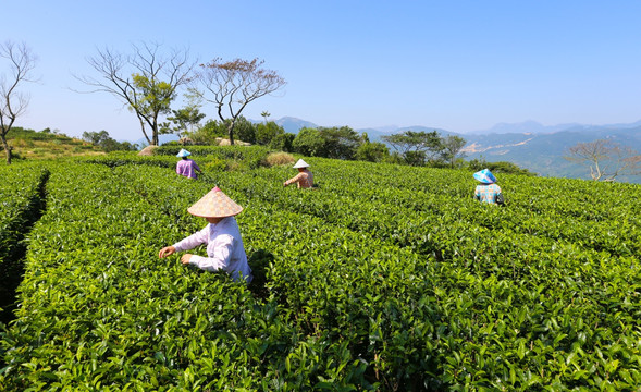 茶园 广东十大名茶 采茶