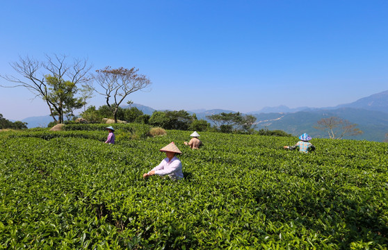 茶园 广东十大名茶 采茶