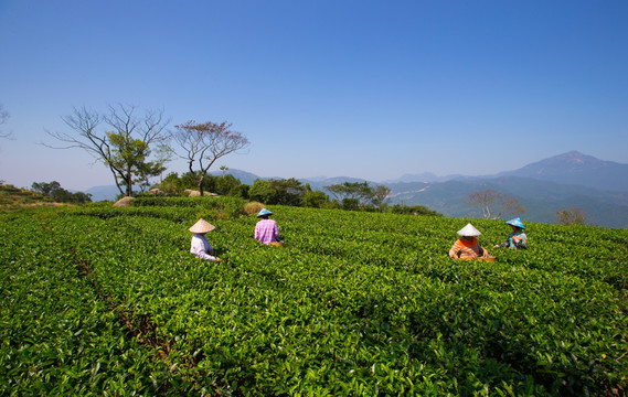 茶园 广东十大名茶 采茶