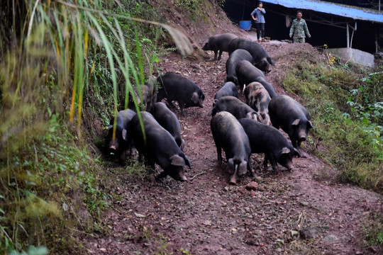农村散养猪