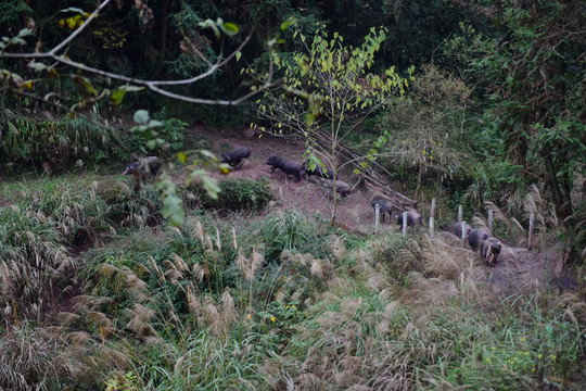 家猪大山散养