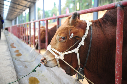 畜牧养殖肉牛